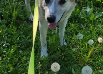 Maske / Wuffi-Hund 250921-230223